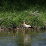 Bild0034 - Storch