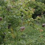 Bild0073 - Obstbaum in der Wachau