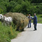 Bild0295 - Dolno Rjahovo - Heuernte