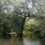 Bild0410 - Donaudelta