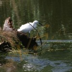 Bild0412 - Donaudelta - Seidenreiher