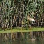 Bild0413 - Donaudelta - Rallenreiher