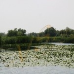 Bild0424 - Donaudelta