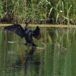 Bild0426 - Donaudelta - Kormoran