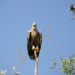 Bild0429 - Donaudelta - Seeadler