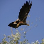 Bild0430 - Donaudelta - Seeadler