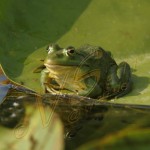 Bild0517 - Donaudelta - Frosch