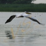 Bild0532 - Donaudelta - Pelikan