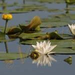 Bild0534 - Donaudelta - Seerose