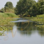 Bild0537 - Donaudelta - Letea