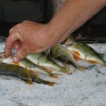 Bild0589 - Donaudelta - Fischbrater