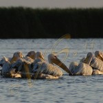 Bild0596 - Donaudelta - Pelikane