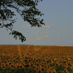 Bild0604 - Sonnenblumen